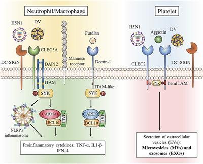 CLEC2 and CLEC5A: Pathogenic Host Factors in Acute Viral Infections